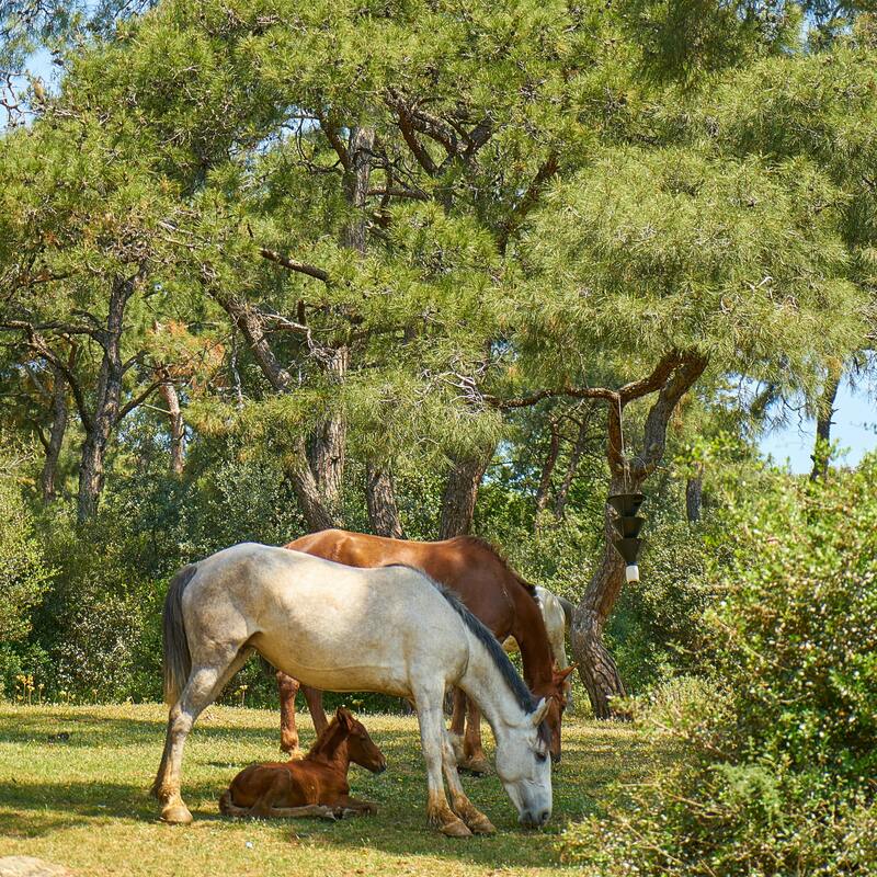 View Horses In Our Amazing Equestrian Estate 